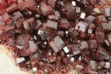 Top-Quality, Deep Red Vanadinite Crystal Cluster - Morocco #231837-4